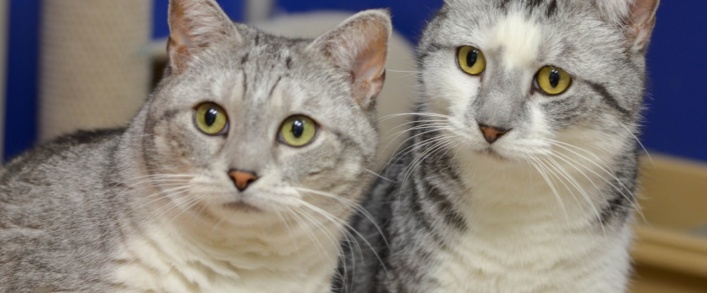 Two grey and white cats