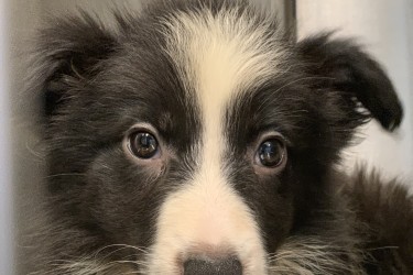 Border Collie rescued