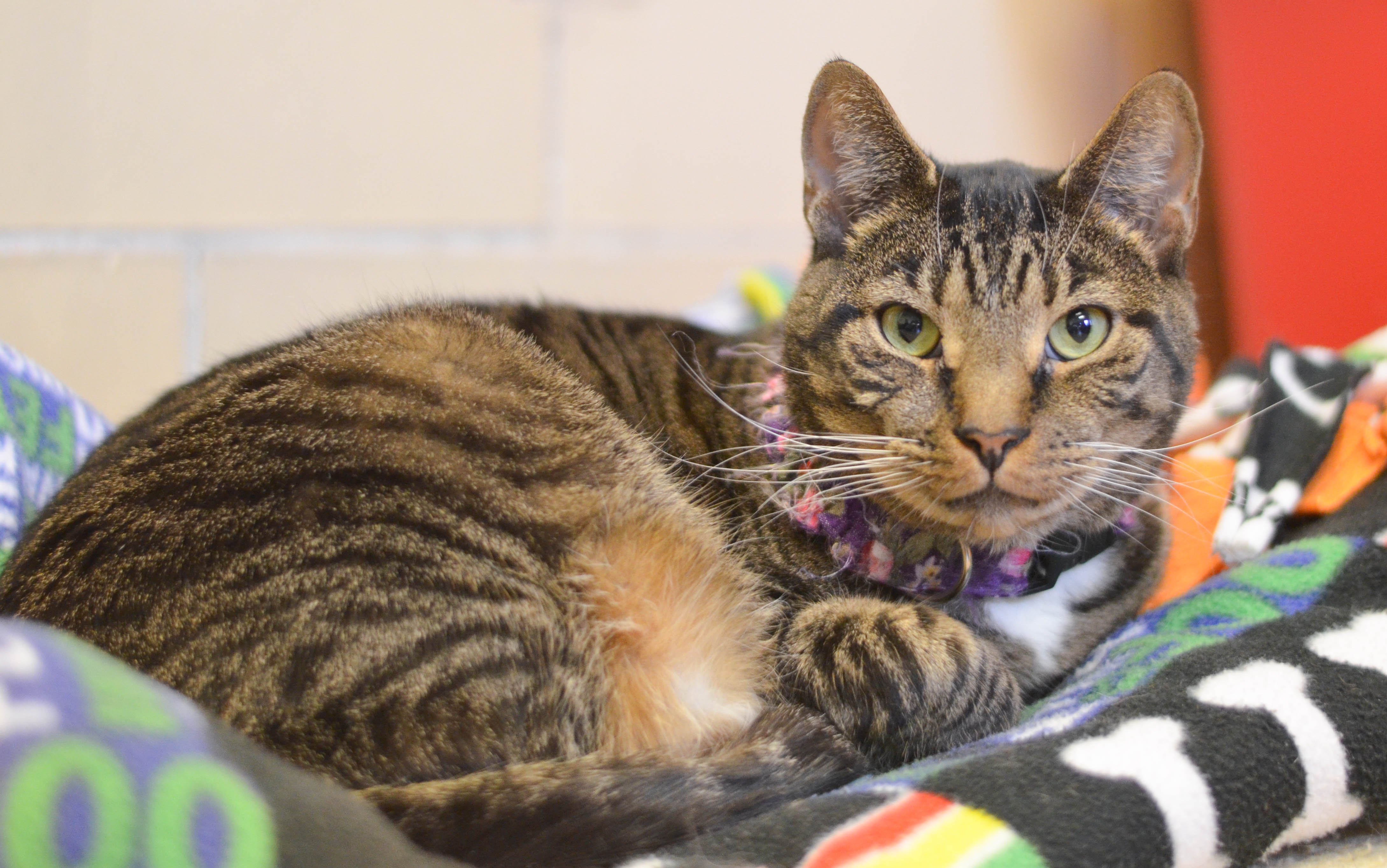 Donate Pennsylvania Society for the Prevention of Cruelty to Animals