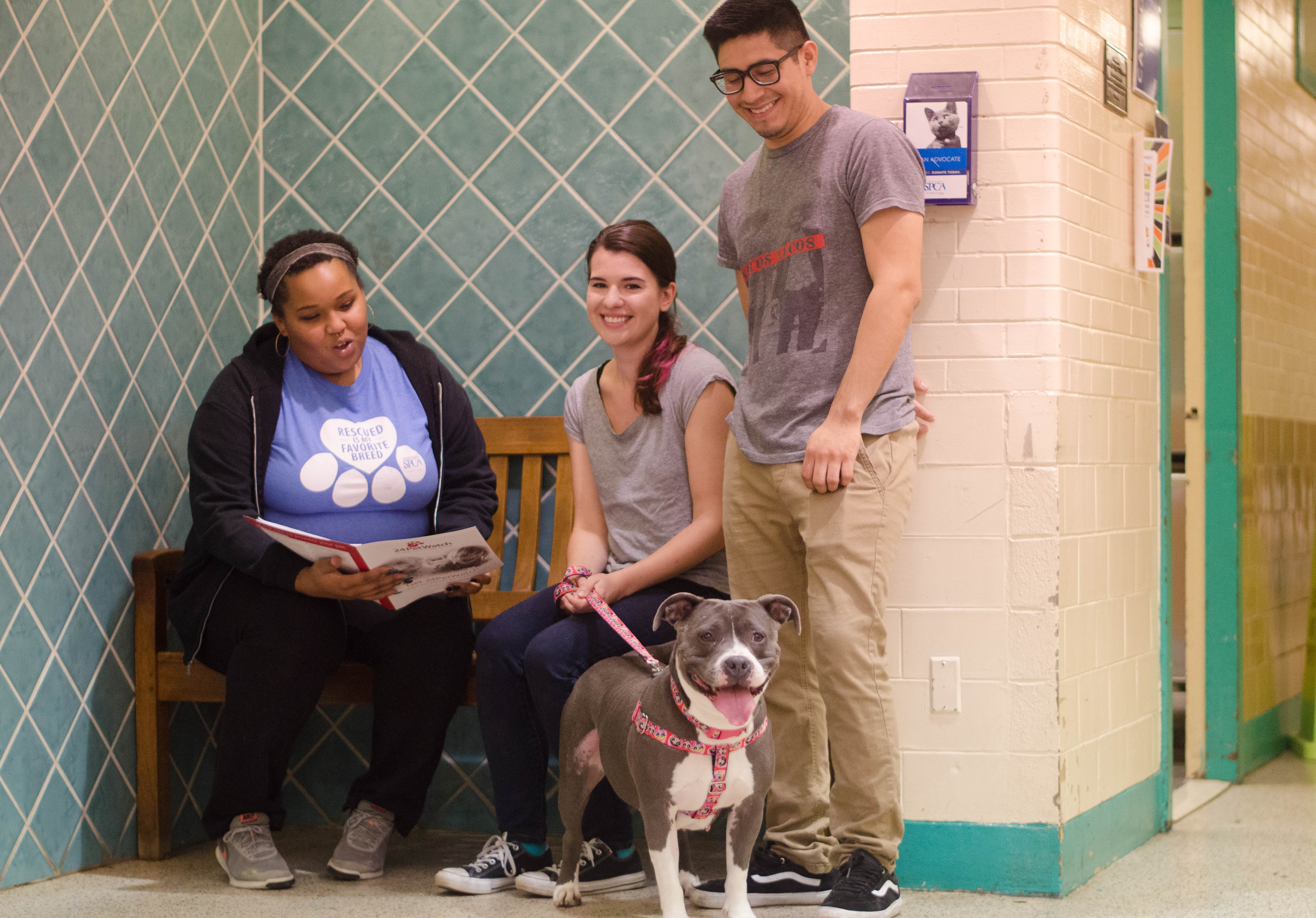 Pennsylvania Spca Central Pa Center In Danville Adoption - ffuta2w
