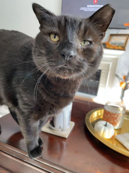 Buddy the cat
