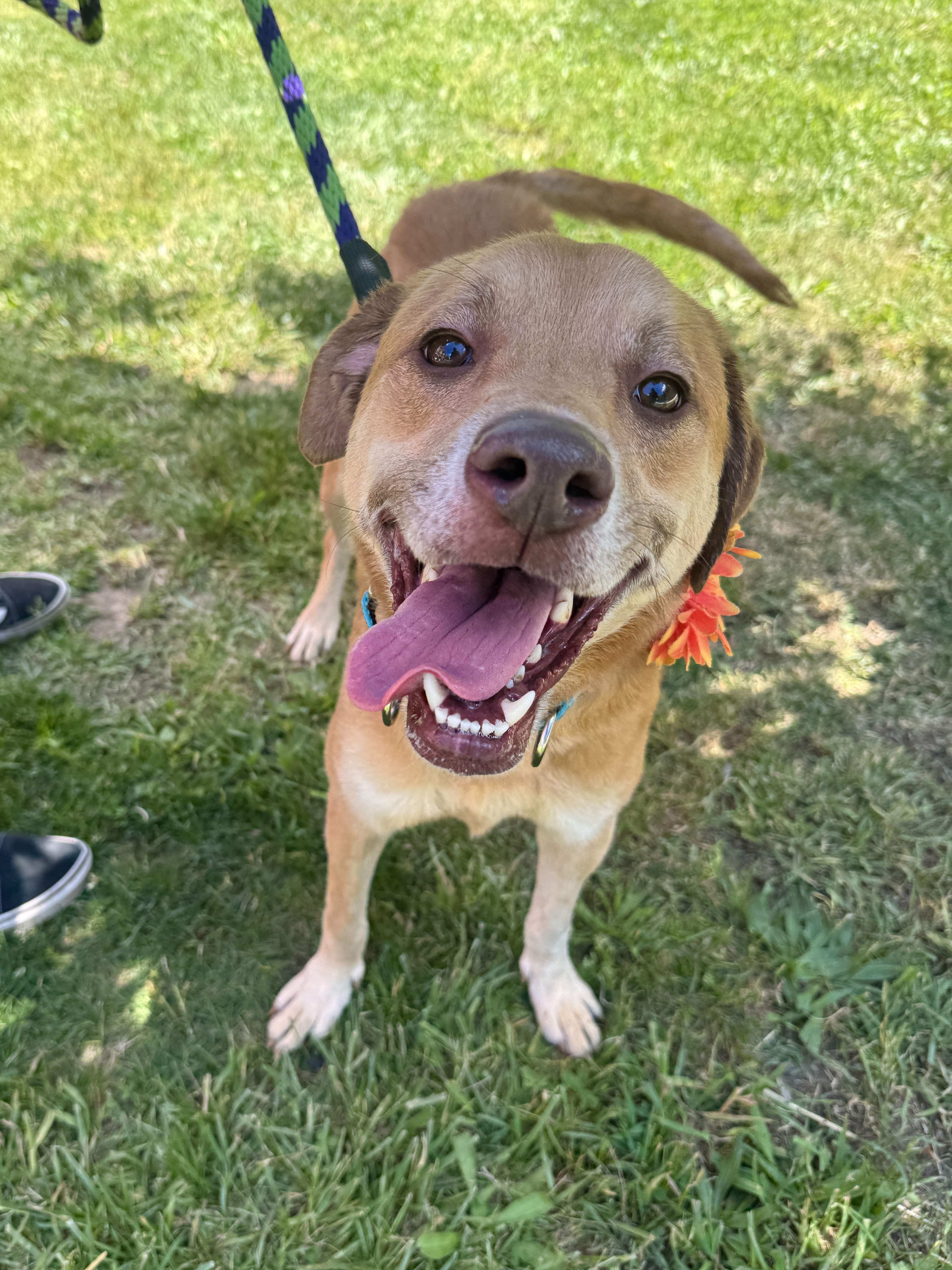 A tan dog