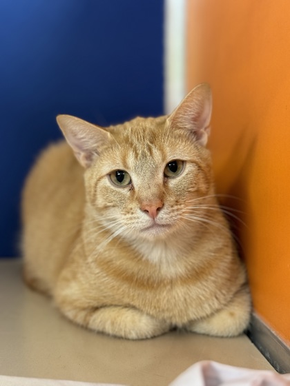 photo of an orange cat looking straight into the camera