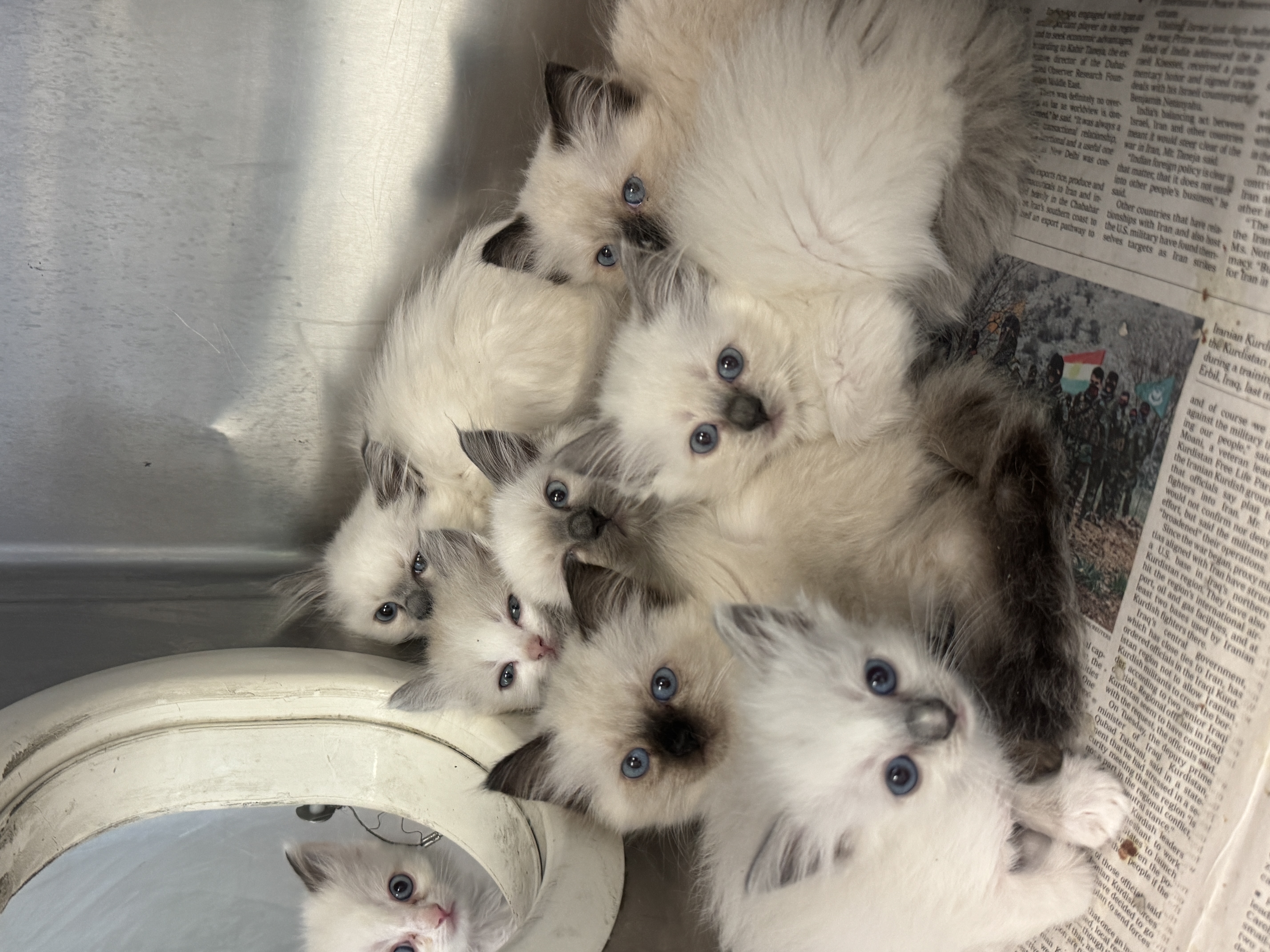 A little of white ragdoll kittens