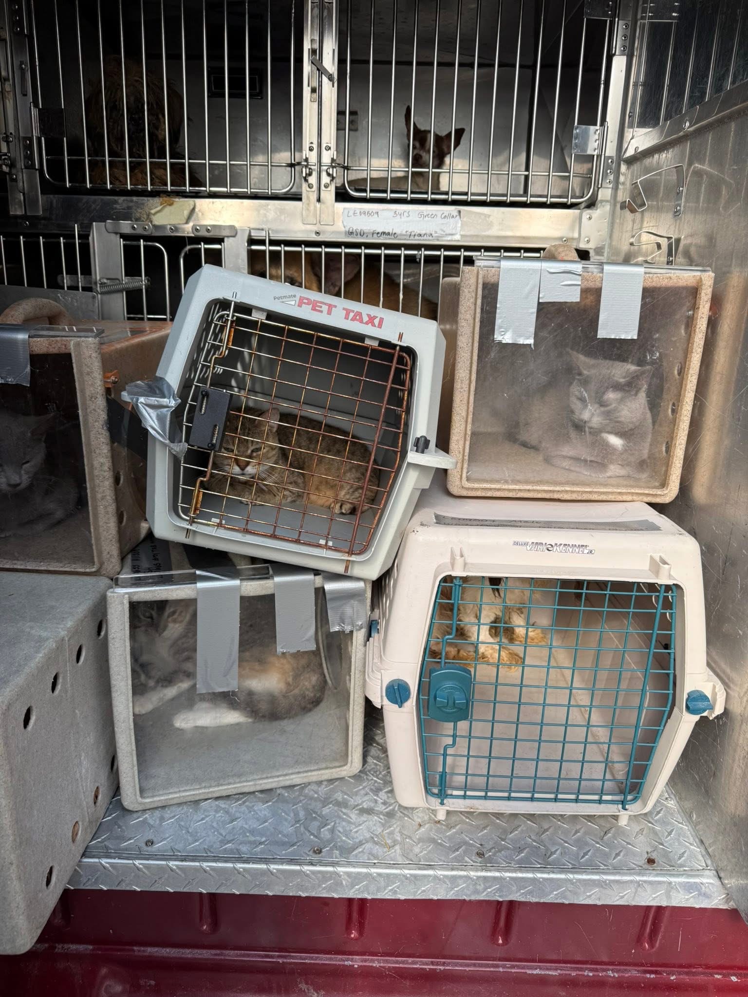 Photo showing stacks of crates with cats inside