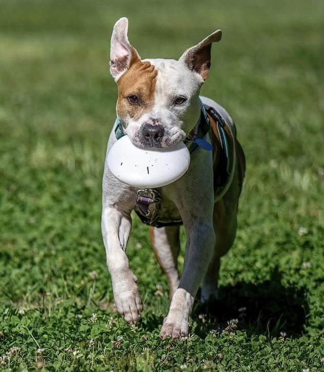 photo of a dog running with a toy in his mouth