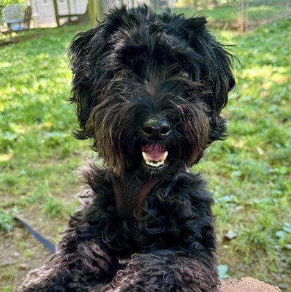 photo of a small black dog looking straight into the camera