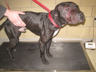 Dog with many wounds who was saved by PSPCA