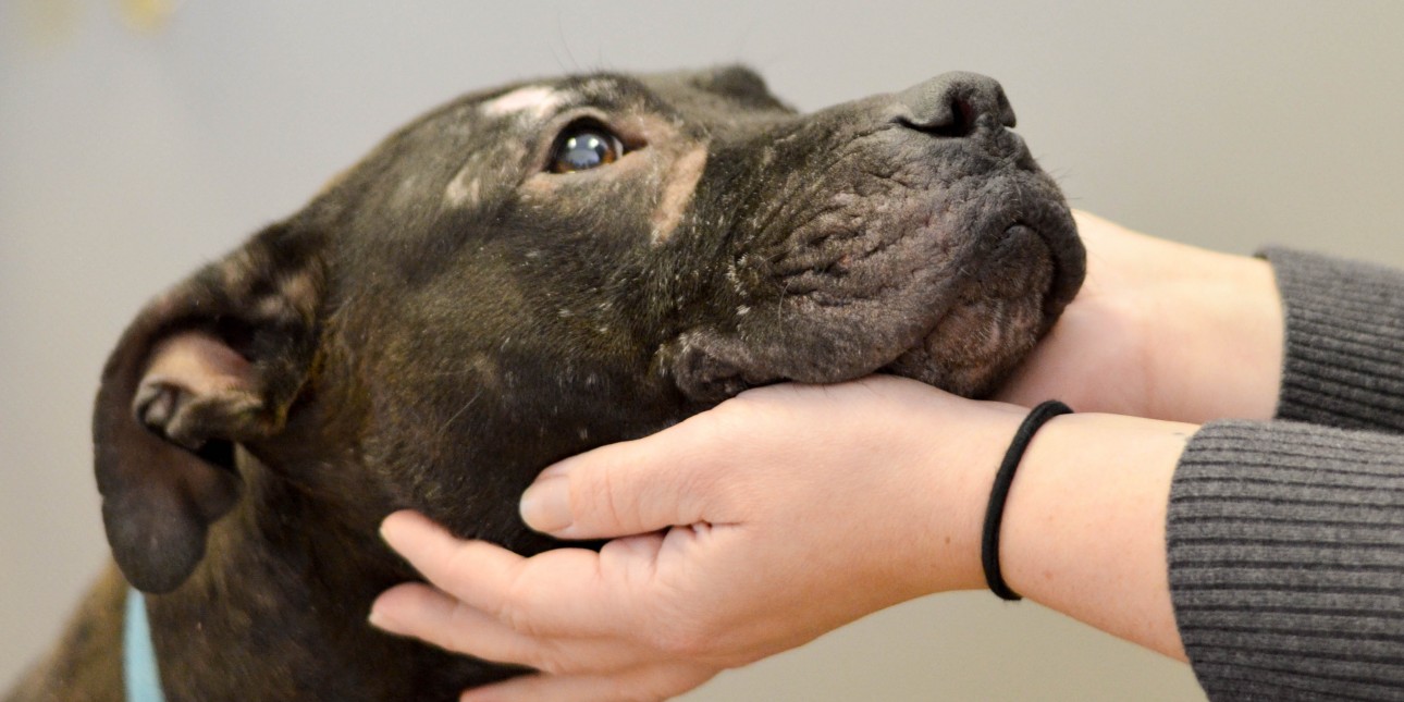 What is Animal Cruelty? | Pennsylvania Society for the Prevention of Cruelty to Animals What is Animal Cruelty? | Pennsylvania Society for the Prevention of Cruelty to Animals