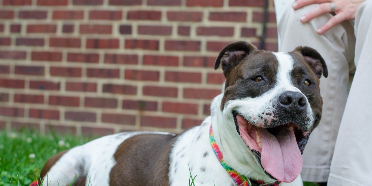 Surrendering A Pet Pennsylvania Society For The Prevention Of Cruelty To Animals