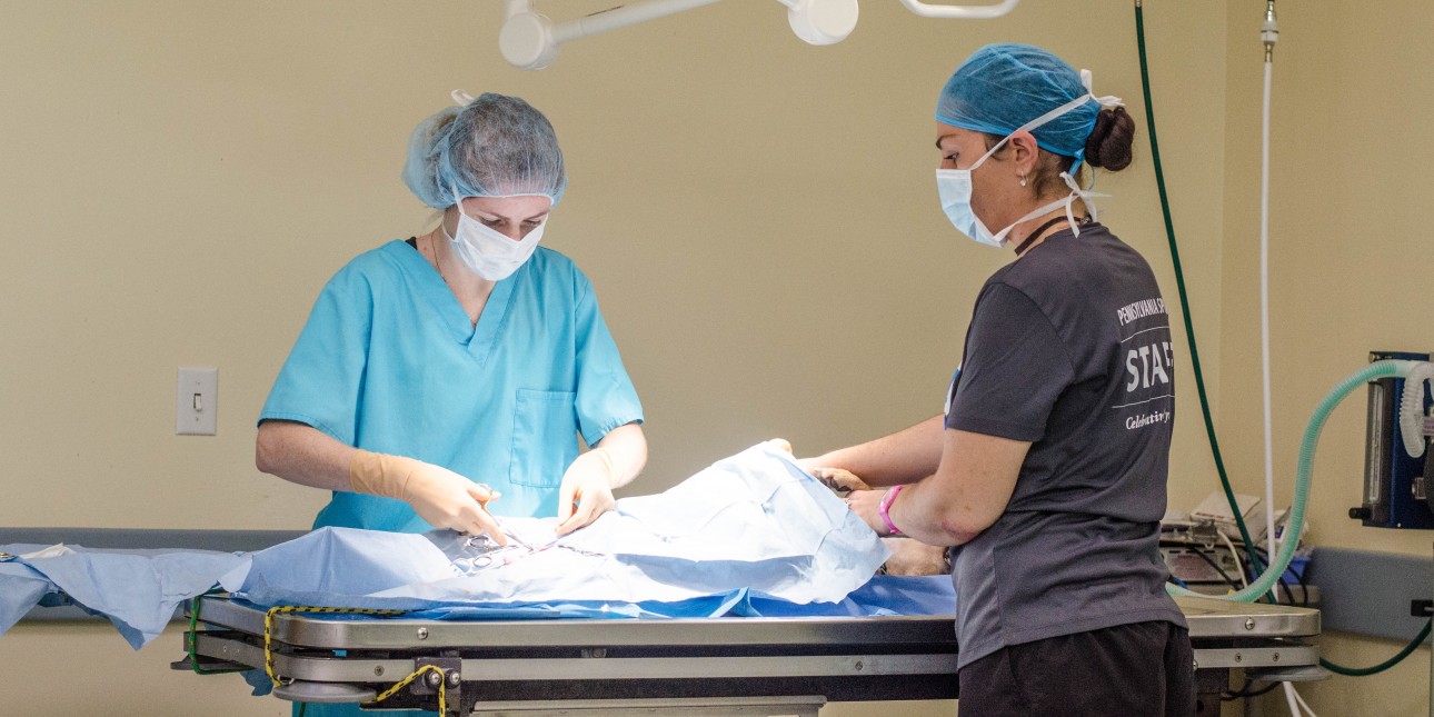 Is Neutering A Dog Cruel