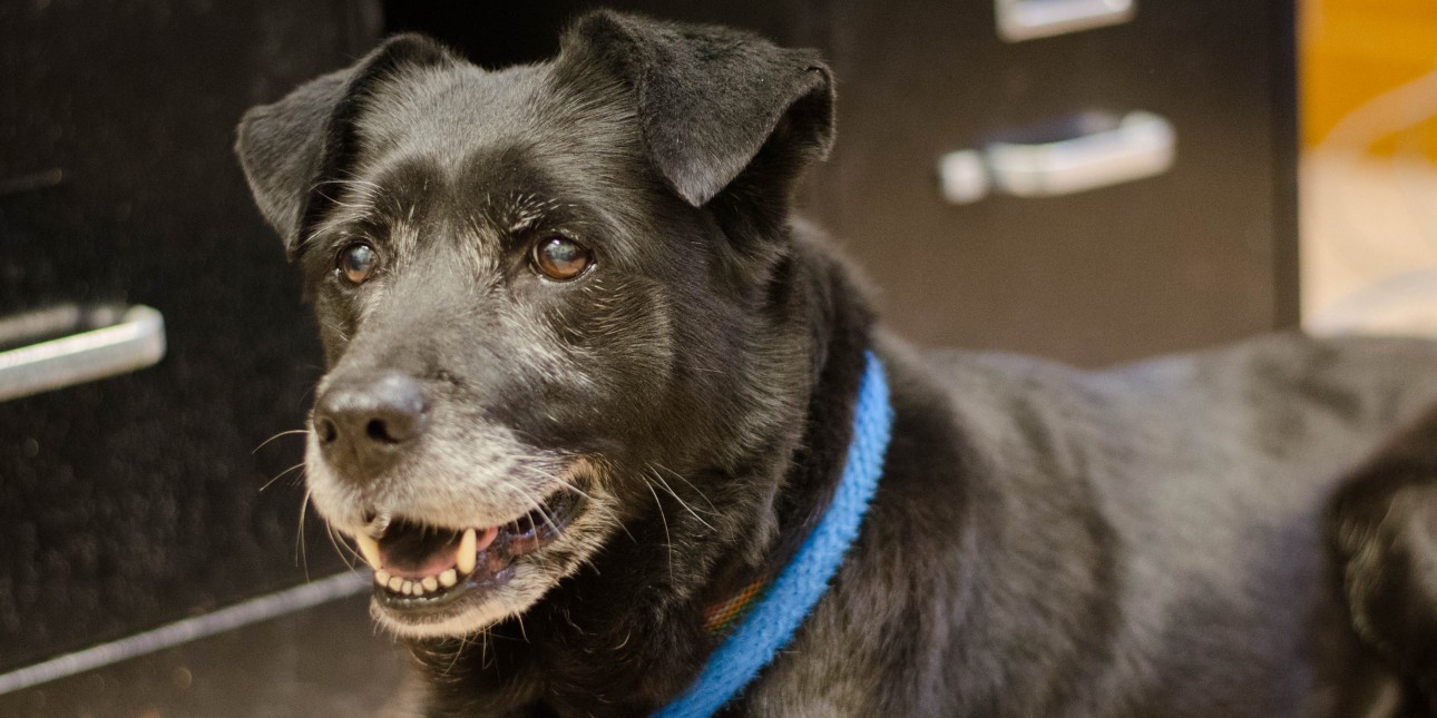 Lancaster Center | Pennsylvania Society for the Prevention of Cruelty to  Animals