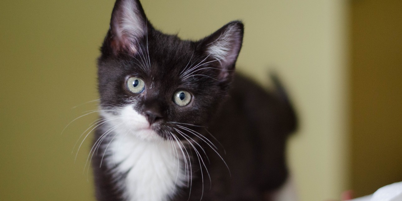 Foster Parenting Pennsylvania Society For The Prevention Of Cruelty To Animals