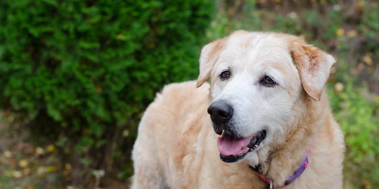 Tribute Memorial Gifts Pennsylvania Society For The Prevention Of Cruelty To Animals