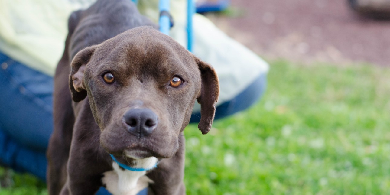 Give to the Save a Life Medical Fund | Pennsylvania Society for the Prevention of Cruelty to Animals Give to the Save a Life Medical Fund | Pennsylvania Society for the Prevention of Cruelty to Animals