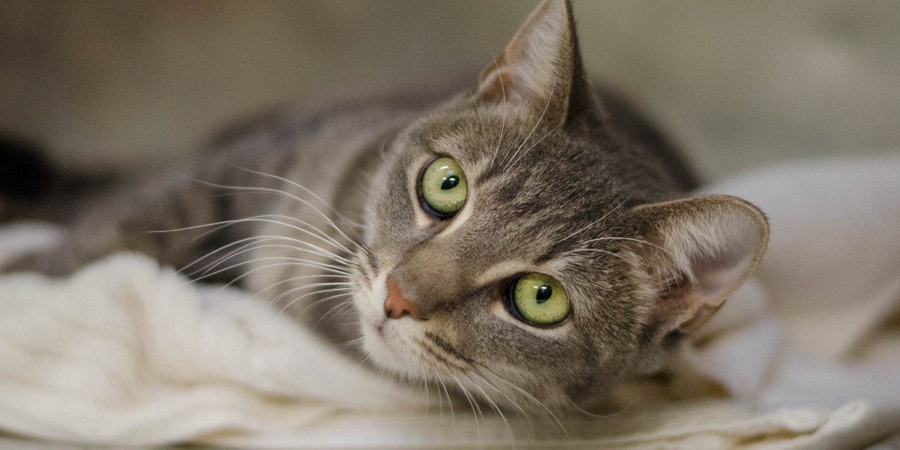 Find Adoptable Cats Pennsylvania Society for the Prevention of