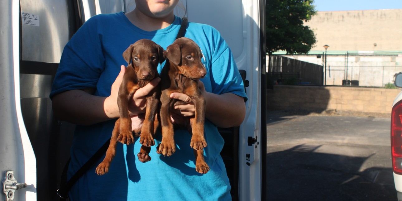 Pennsylvania Spca Rescues 15 Dogs From Unlicensed Breeder In Lancaster County Over Concerns Of Dogs Being Illegally Debarked Pennsylvania Society For The Prevention Of Cruelty To Animals