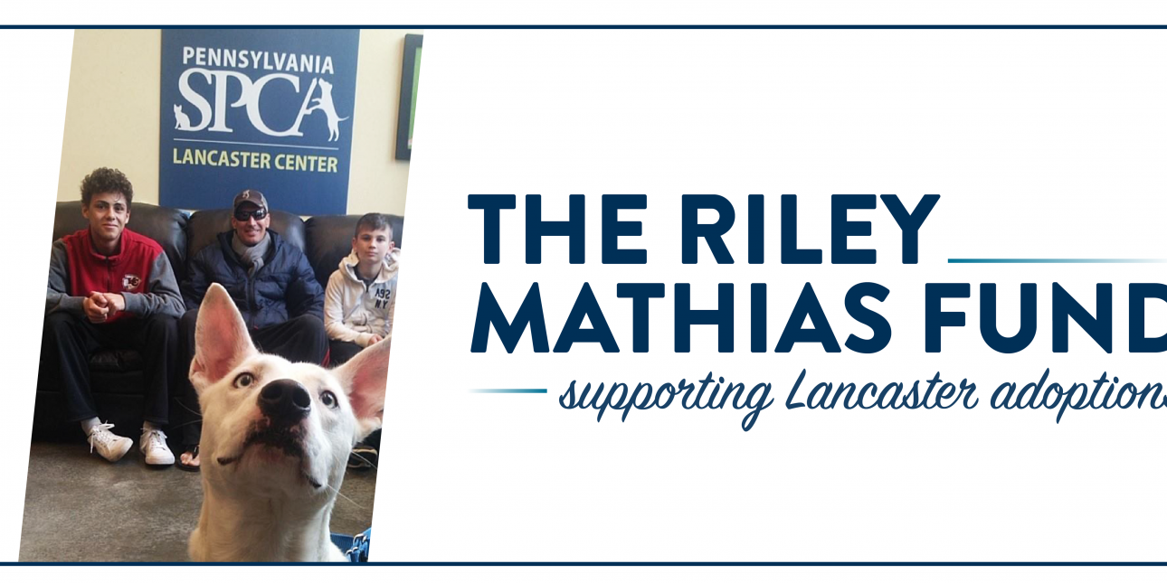 Give To The Riley Mathias Fund For Lancaster Adoptions Pennsylvania Society For The Prevention Of Cruelty To Animals