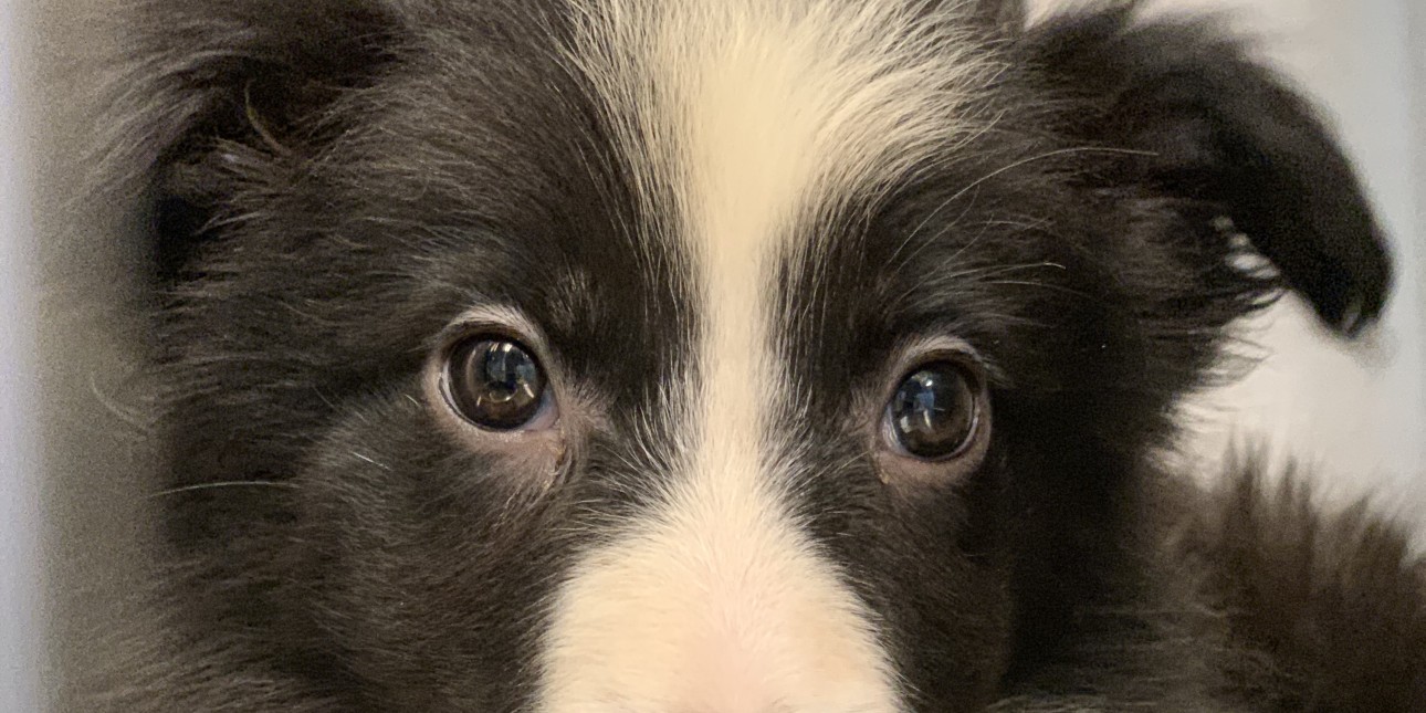 Pennsylvania Spca Rescues 55 Dogs Including 29 Puppies From Property In Narvon Lancaster County Pennsylvania Society For The Prevention Of Cruelty To Animals