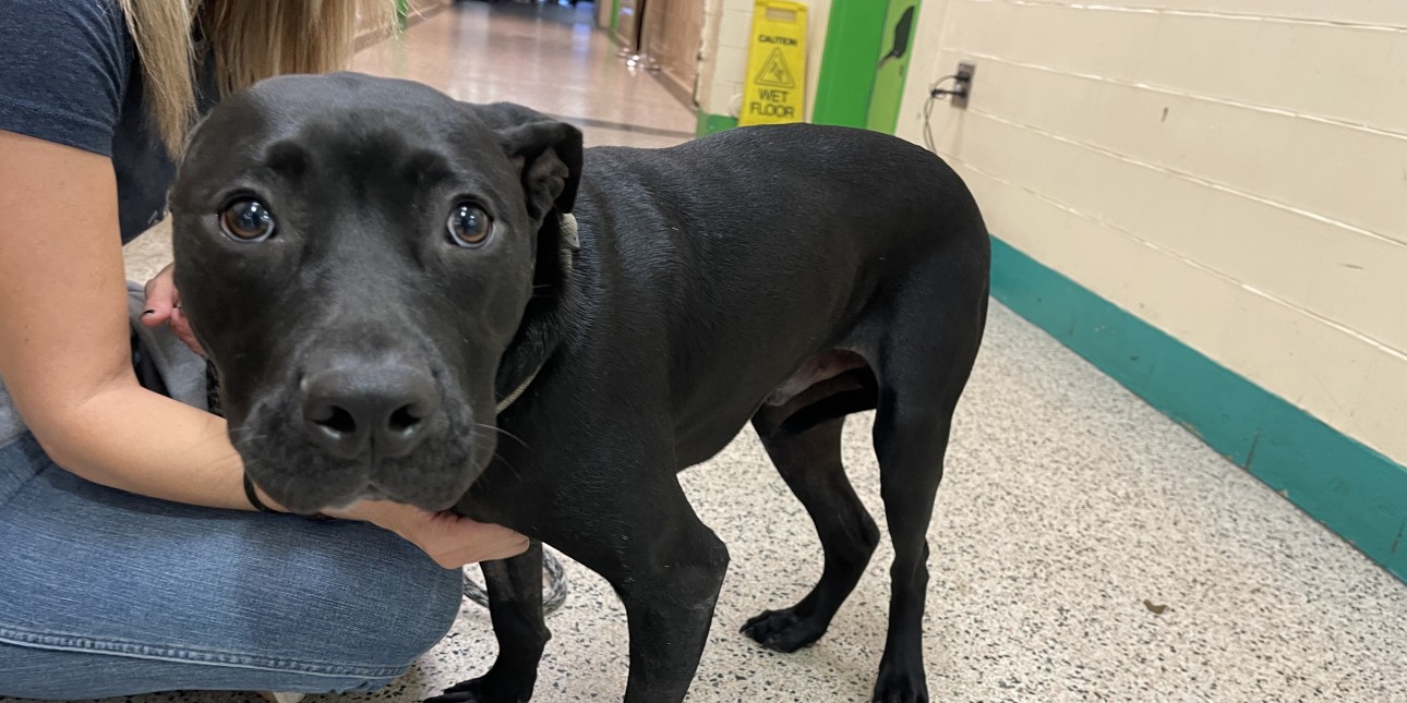PSPCA $5 Friday | Pennsylvania Society for the Prevention of Cruelty to Animals PSPCA $5 Friday | Pennsylvania Society for the Prevention of Cruelty to Animals