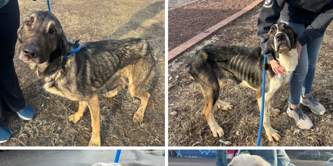 12 Dogs Rescued from Horrific Cruelty | Pennsylvania Society for the  Prevention of Cruelty to Animals
