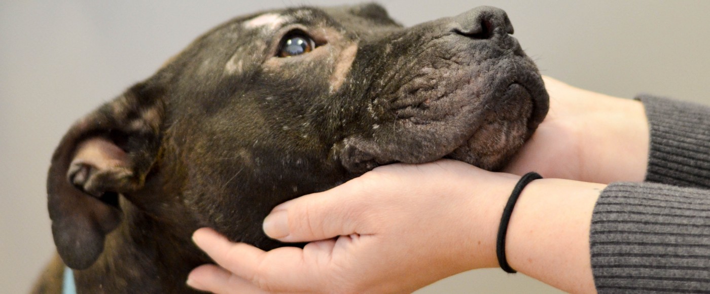 Human hands hold the face of a scarred, black dog