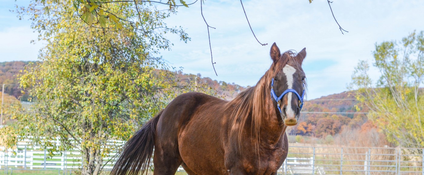 Brown horse in the field at our Danville Center