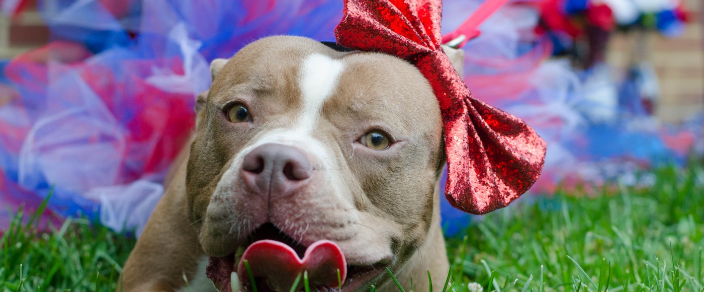 Brown pitbull smiles while wearing a bow and a tutu