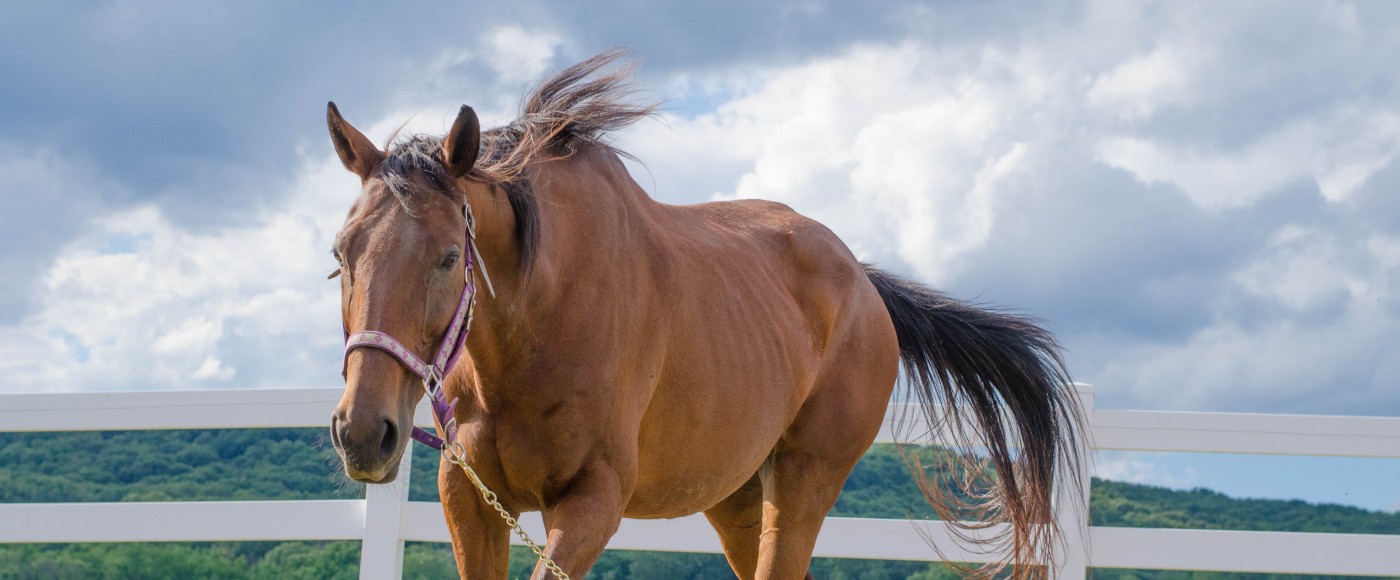 Horse runs in the pasture