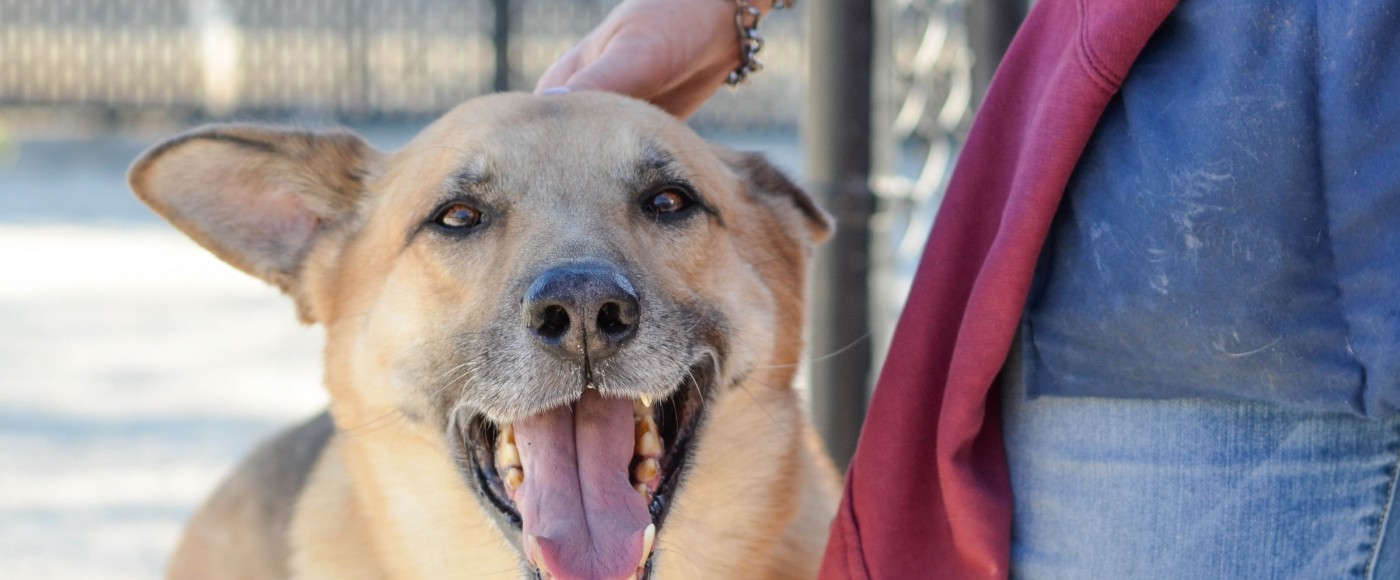 German Shepherd dog is happy to be pet 