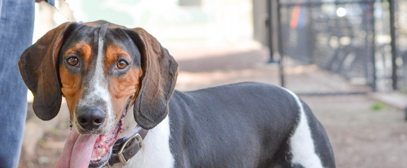 A hound dog smiles for the camera