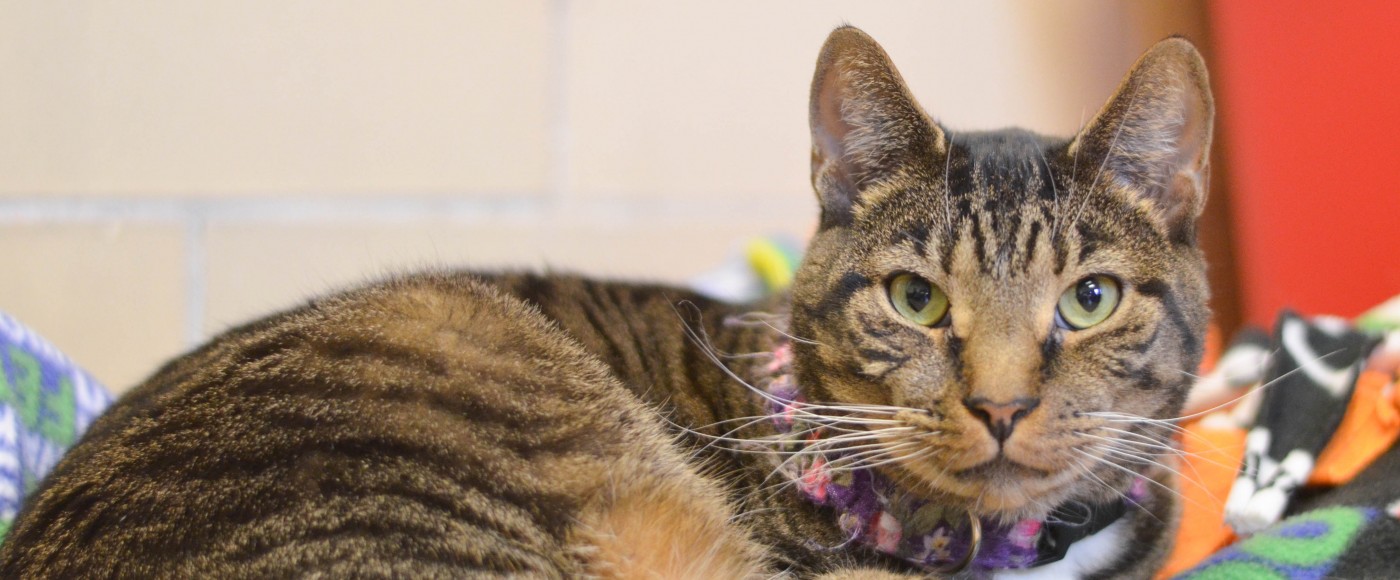 Tabby cat looks into the camera