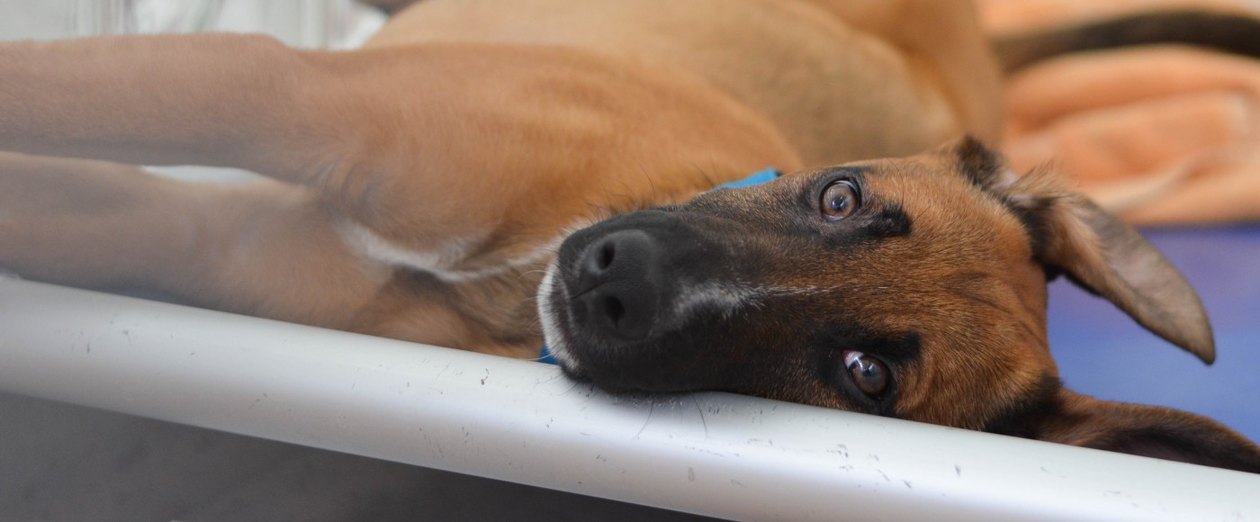 Puppy relaxes on his bed