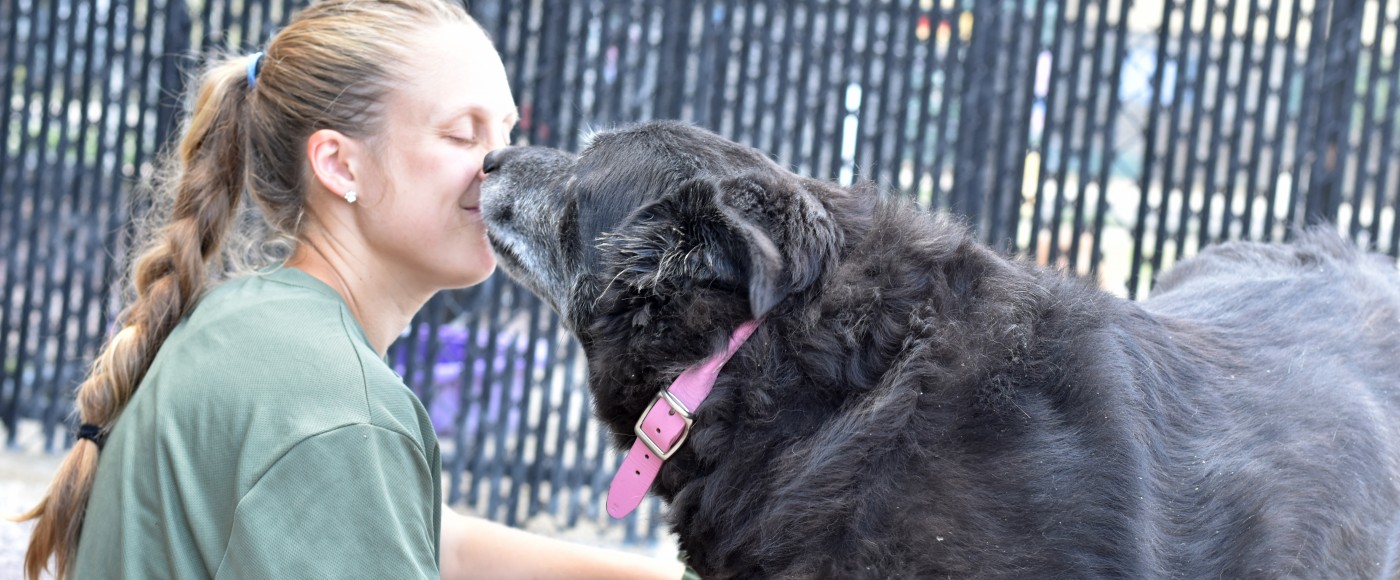 Old black dog gives a Shelter Hospital Nurse a kiss