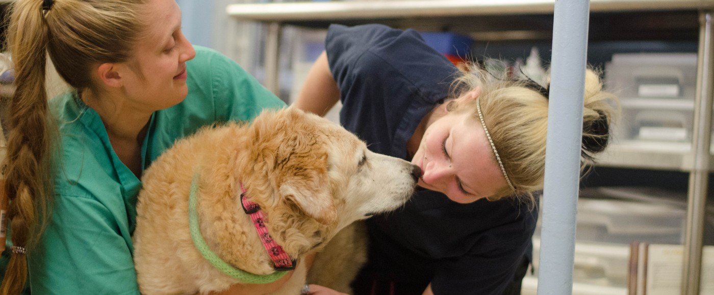 Shelter Hospital techs examine an old golden retreiver