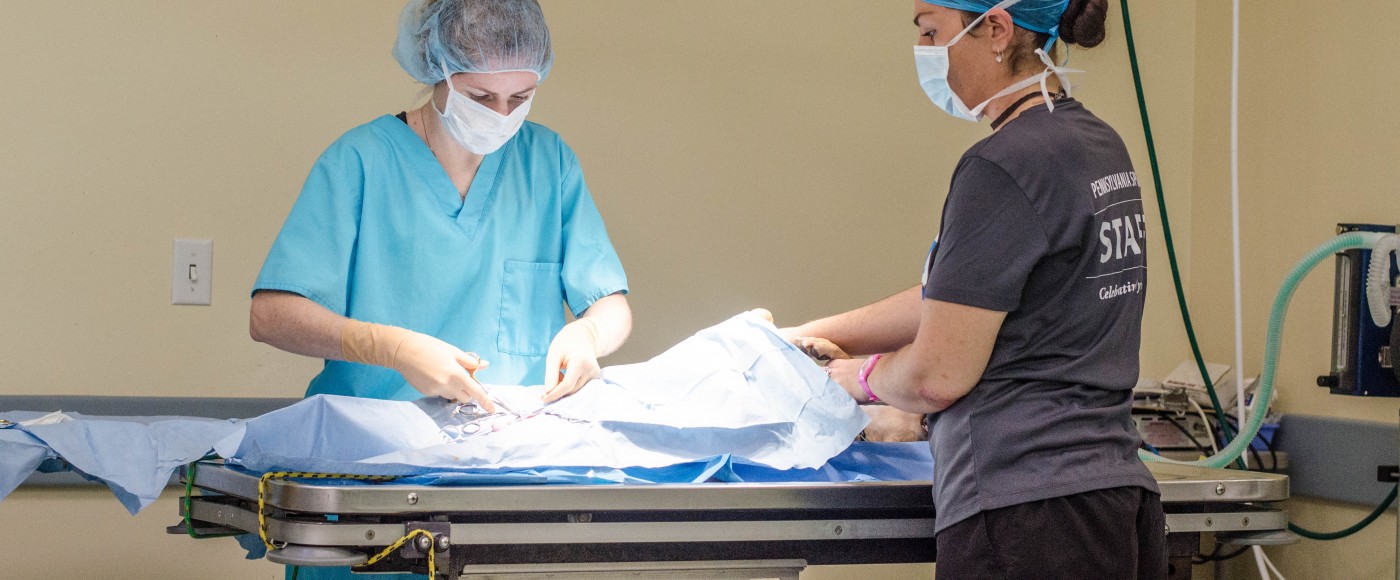 Surgery being performed on a dog