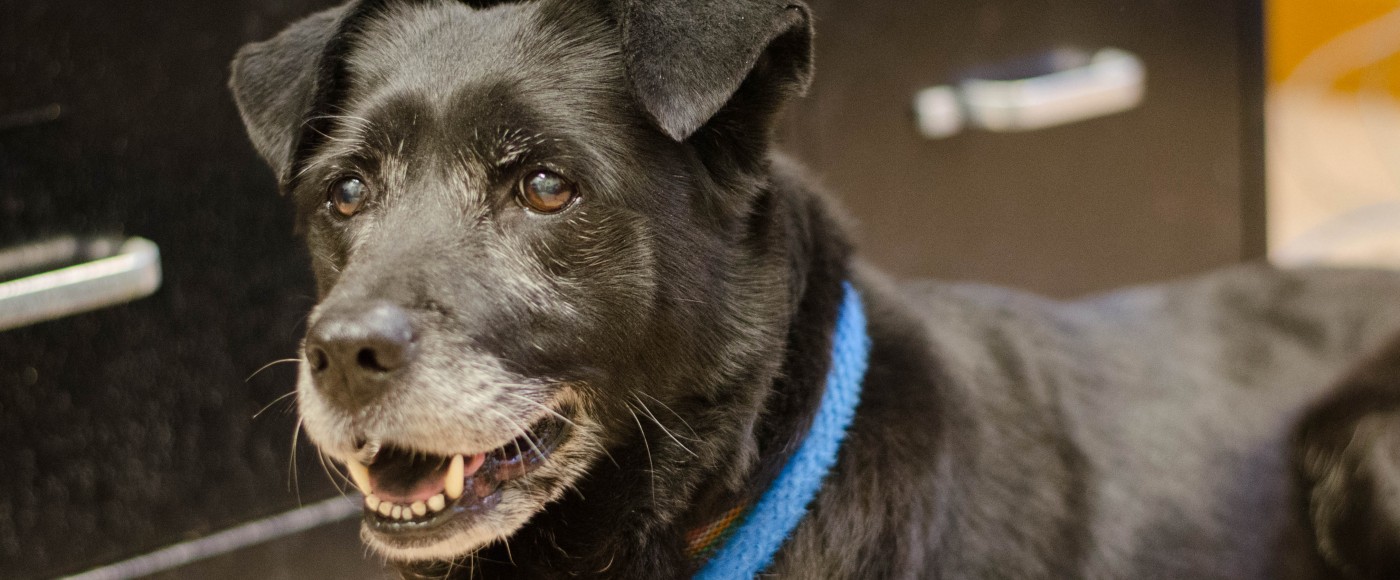 Senior black lab relaxes in an office.