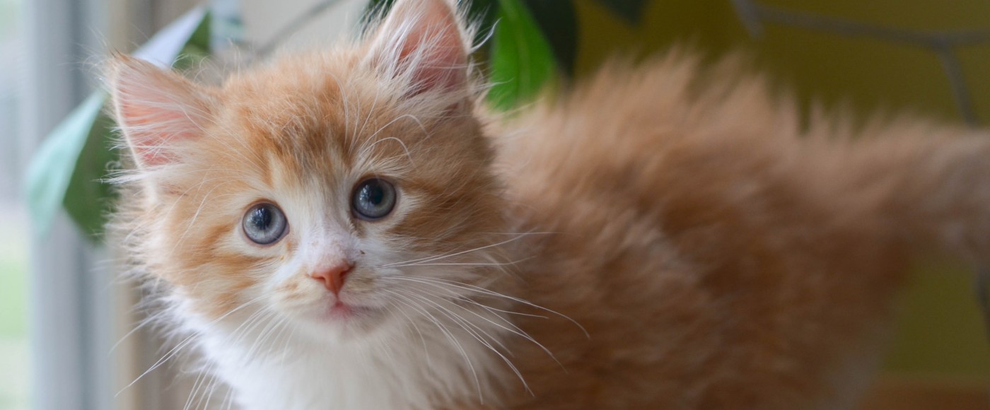 Fishtown Center Pennsylvania Society For The Prevention Of Cruelty To Animals