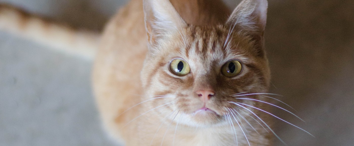 Ear tipped cat