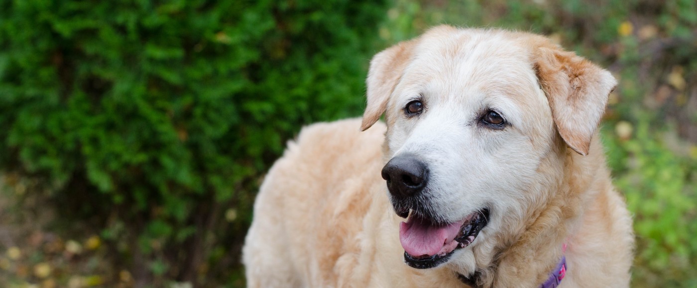 Golden Retreiver