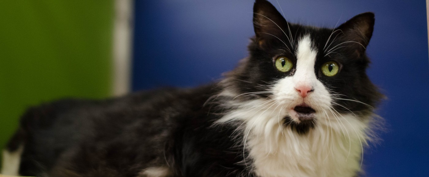 Monthly Gifts Pennsylvania Society For The Prevention Of Cruelty