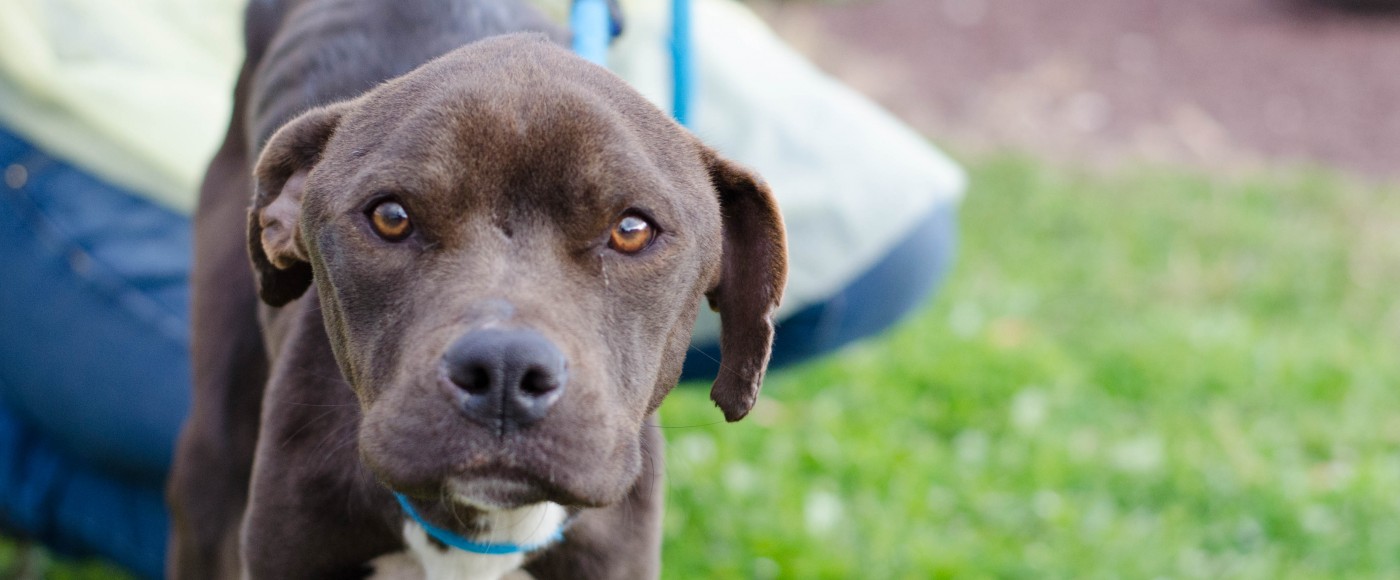 Emaciated dog looks into the camera