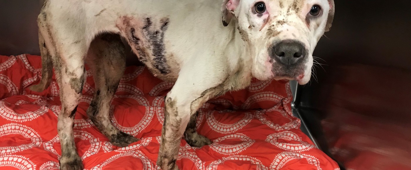 PSPCA seeks information on who stabbed Woobie