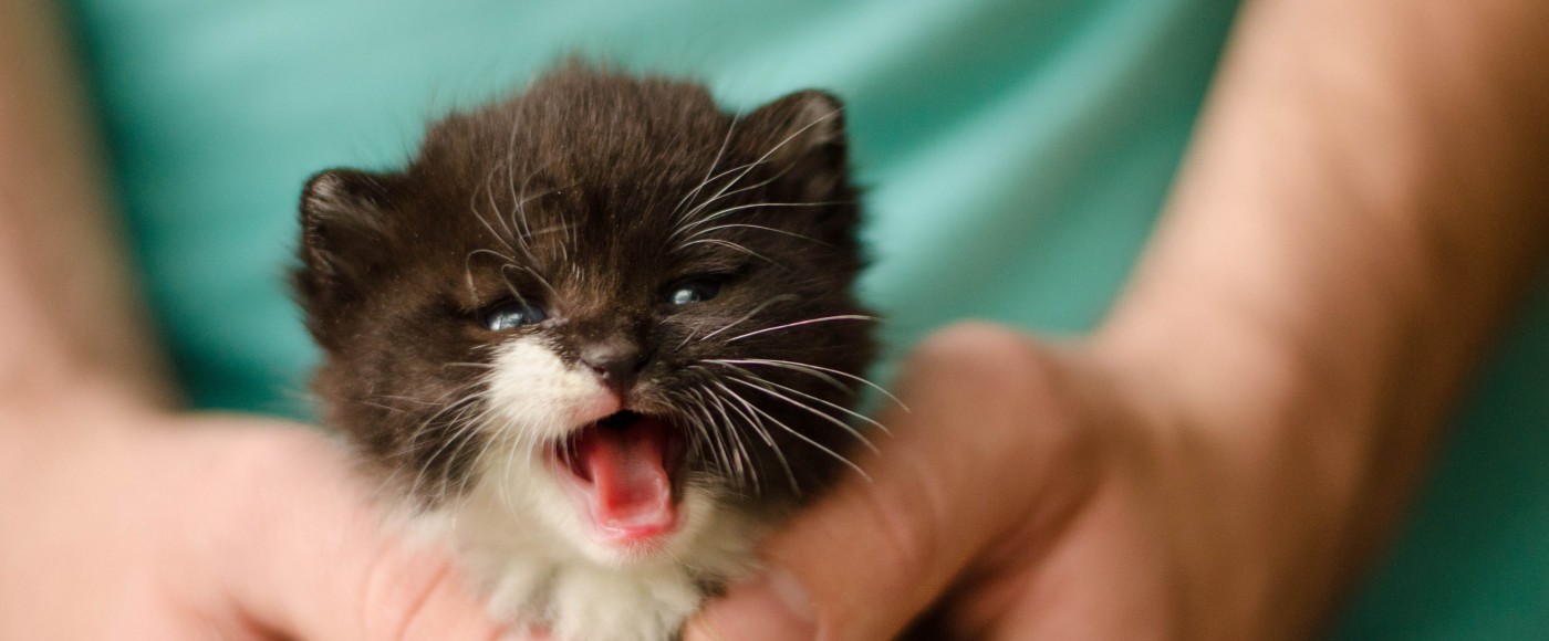 Small kitten