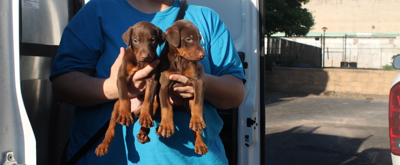 Doberman puppies rescued