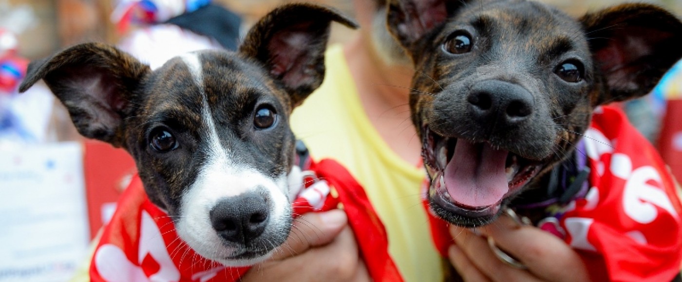 Puppies