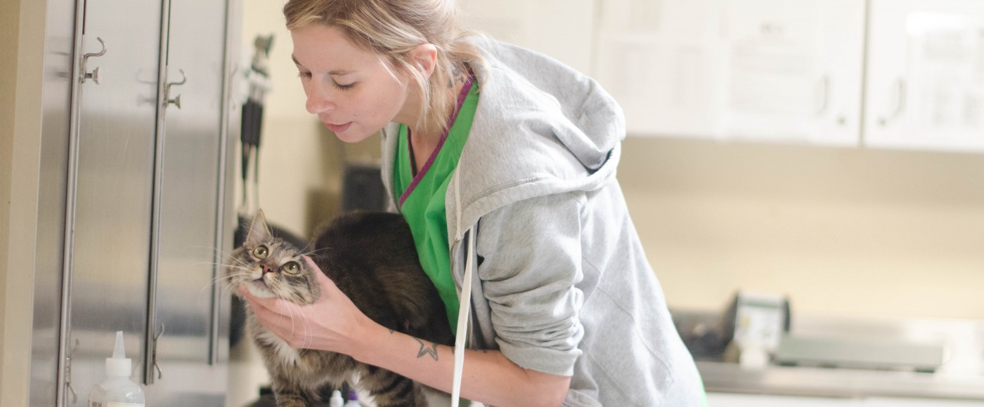 Vet tech examines cat