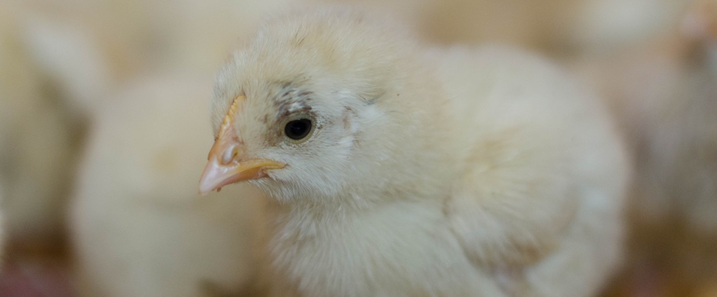 Baby chickens rescued from Olney