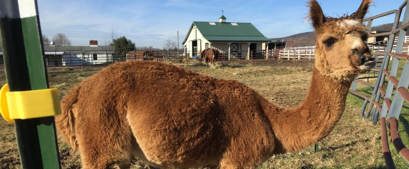 Alpaca rescued from Centre County Property