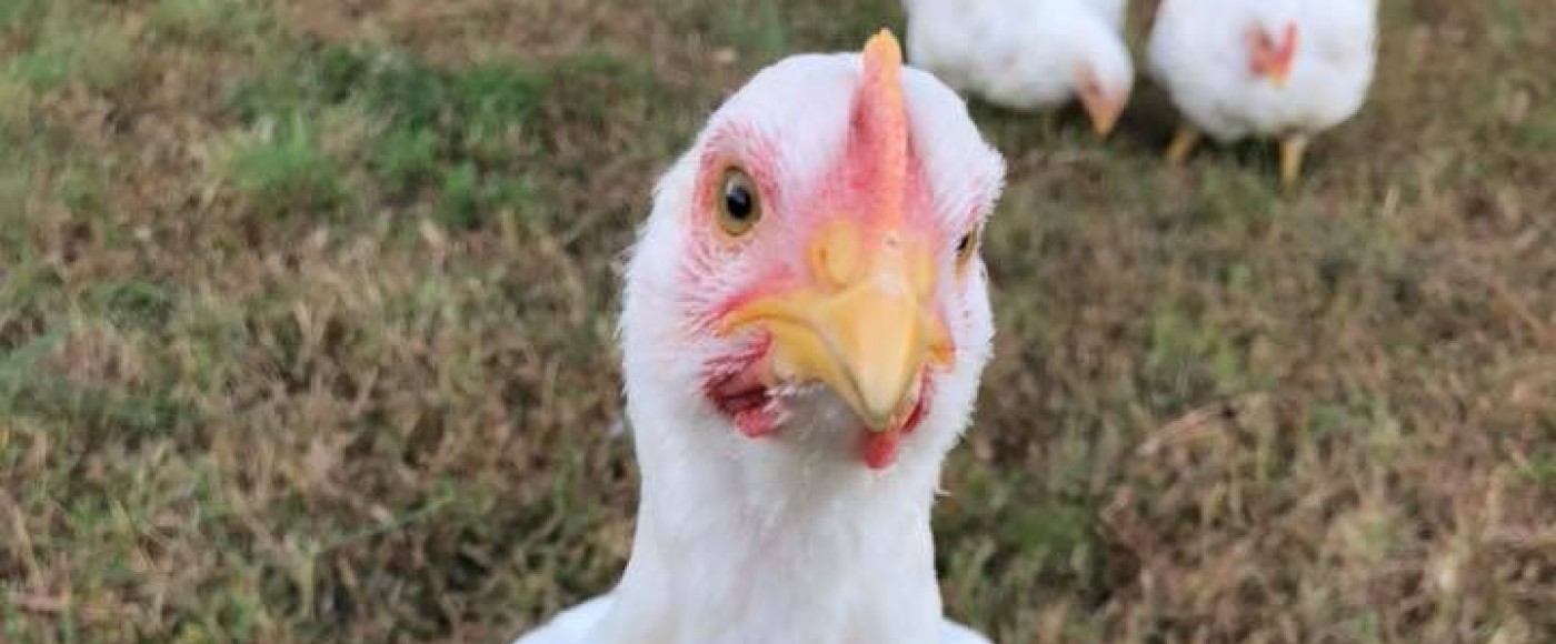 New Forever Homes Found For All 1 135 Chicks Rescued From N Philly Pennsylvania Society For The Prevention Of Cruelty To Animals